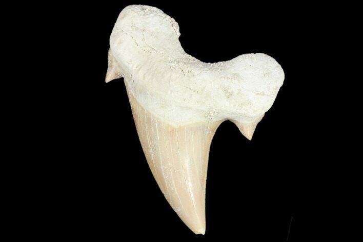 Fossil Shark Tooth (Otodus) - Morocco #103225